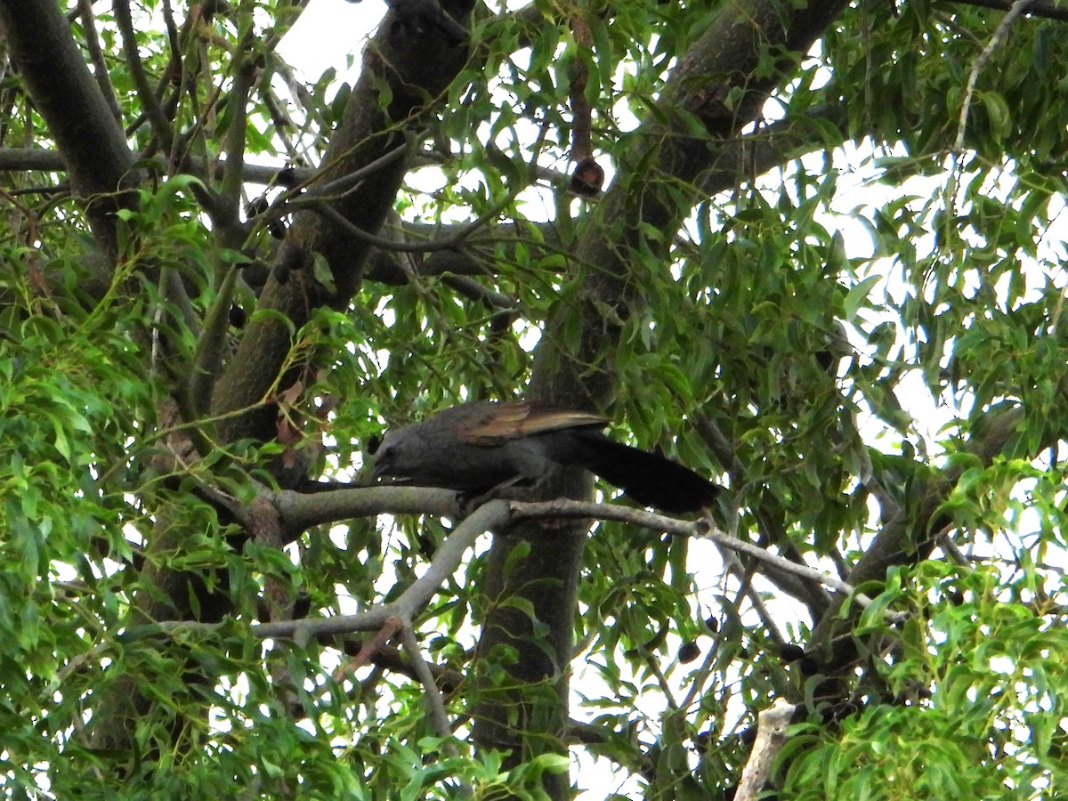 Apostlebird - Leonie Beaulieu