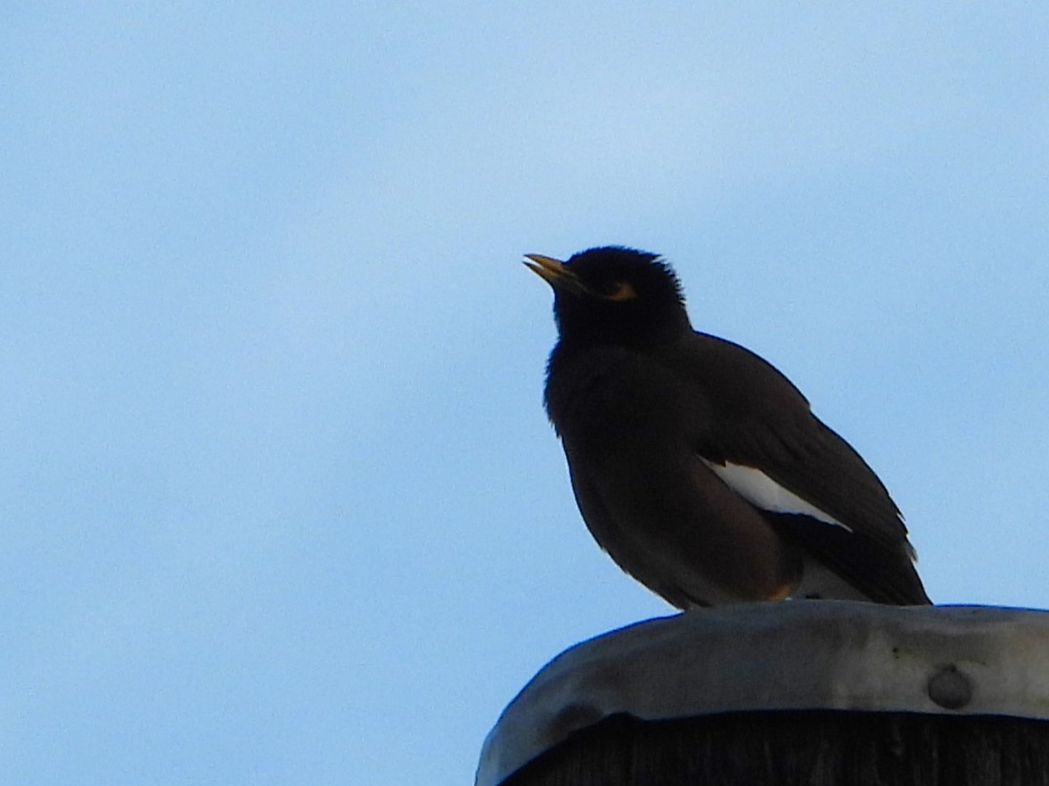 Common Myna - Leonie Beaulieu