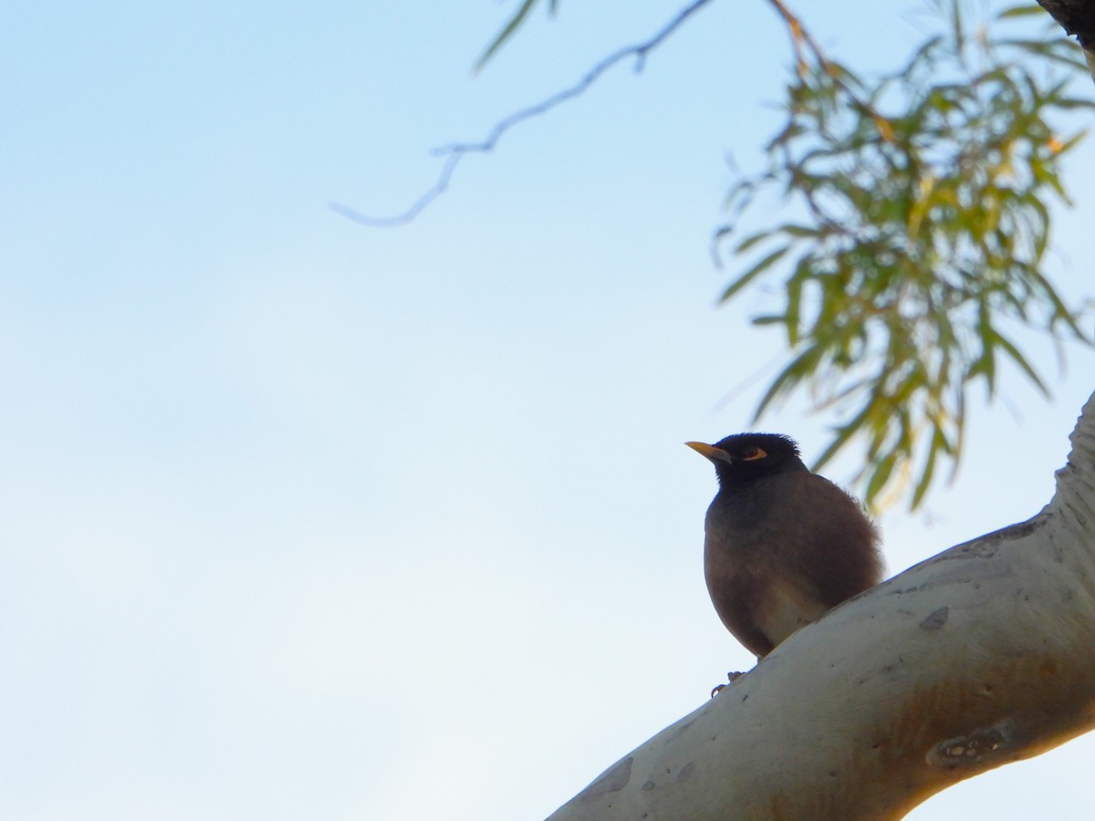 Common Myna - Leonie Beaulieu