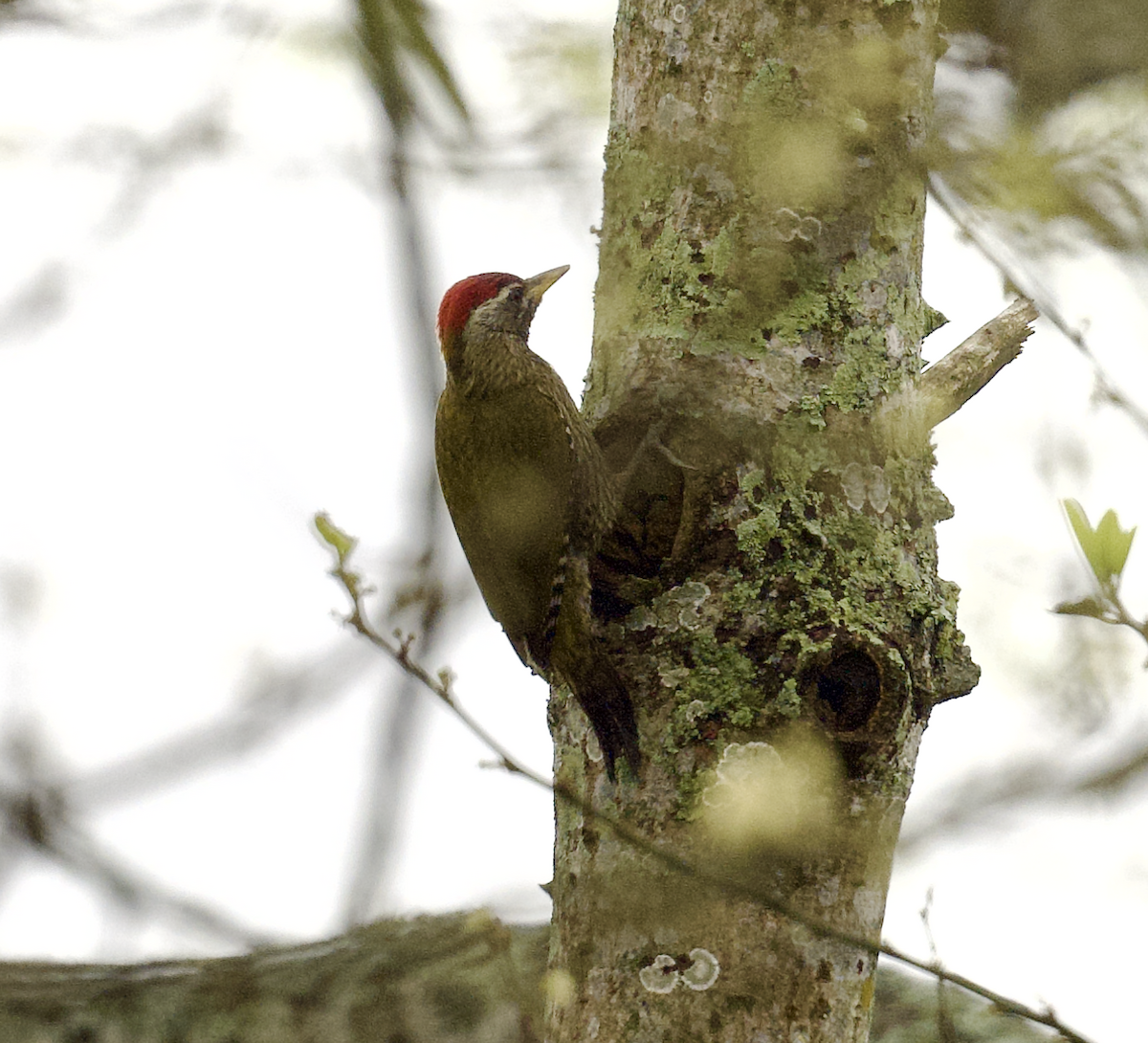 Streak-throated Woodpecker - Joseph Tobias