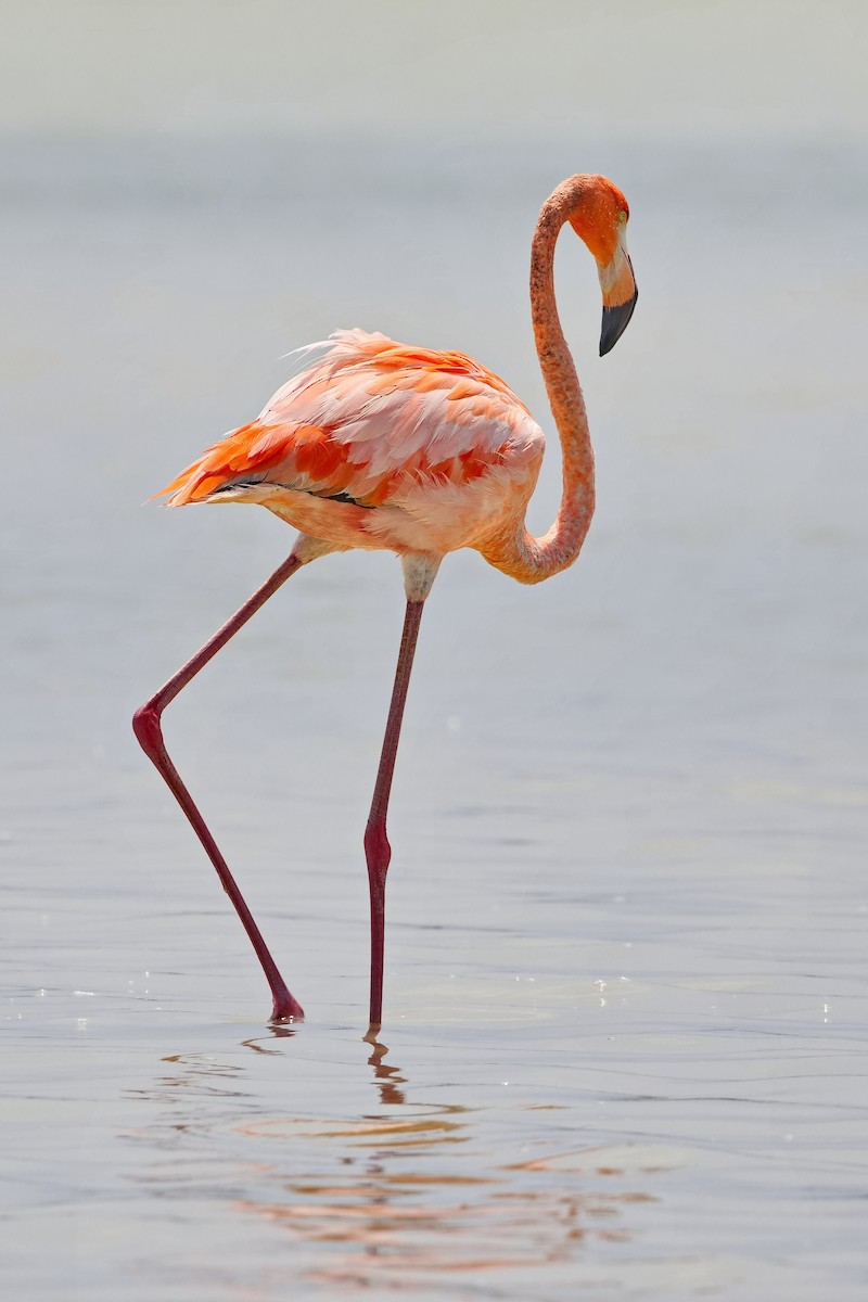 American Flamingo - Uday Wandkar