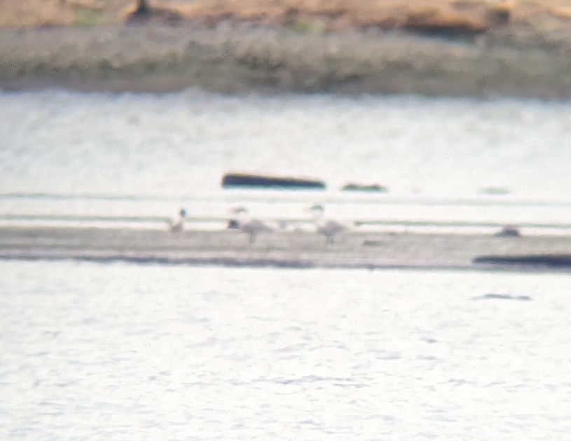 Caspian Tern - Angela MacDonald