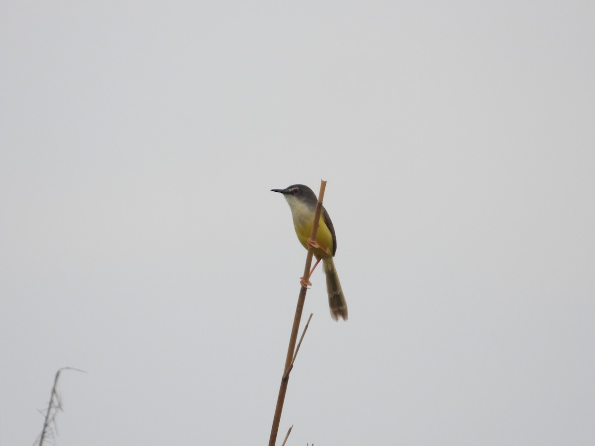 Yellow-bellied Prinia - Jukree Sisonmak