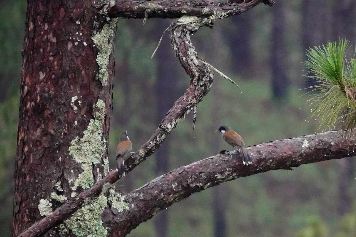 White-cheeked Laughingthrush - Shih-Chun Huang