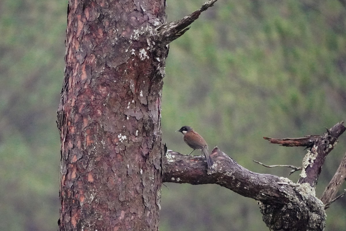 White-cheeked Laughingthrush - Shih-Chun Huang