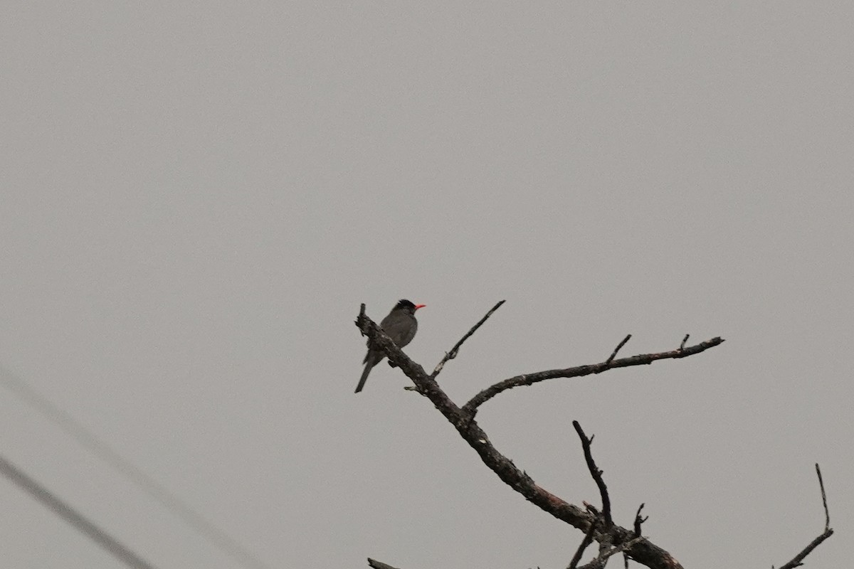 Black Bulbul - Shih-Chun Huang