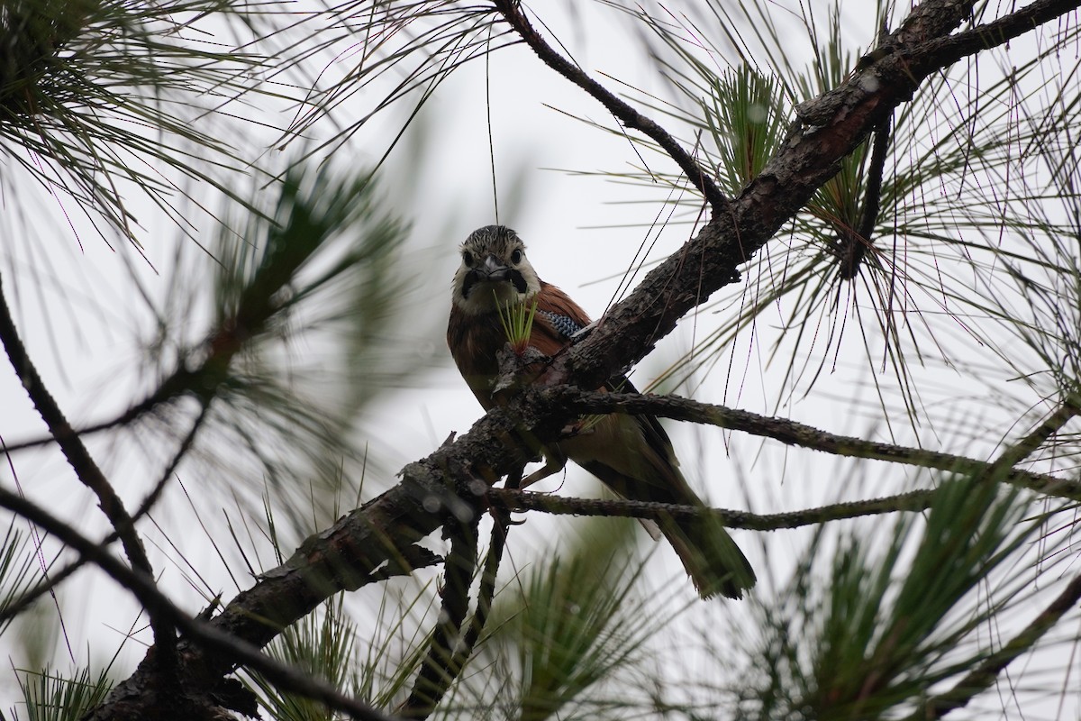 Eurasian Jay - Shih-Chun Huang