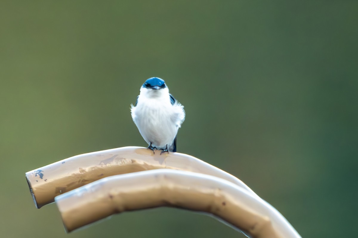 White-collared Swift - Anil Nair