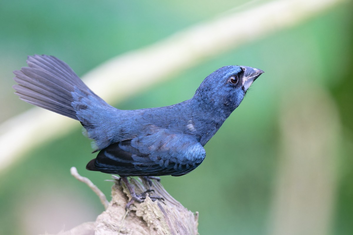 Blue-black Grosbeak - Zbigniew Wnuk