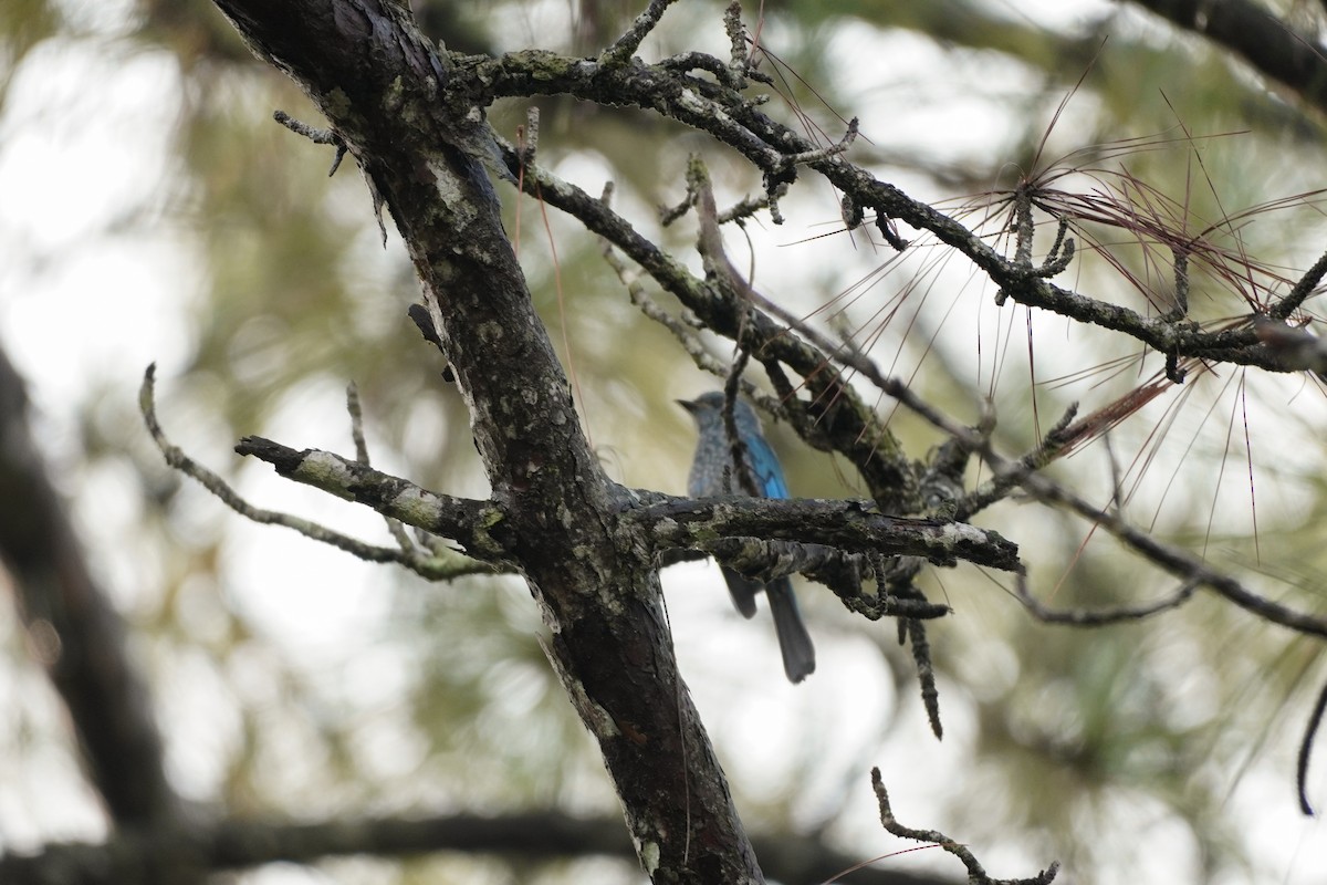 Verditer Flycatcher - Shih-Chun Huang