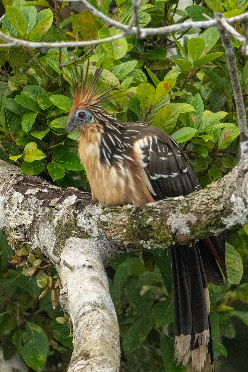 Hoatzin - Anil Nair