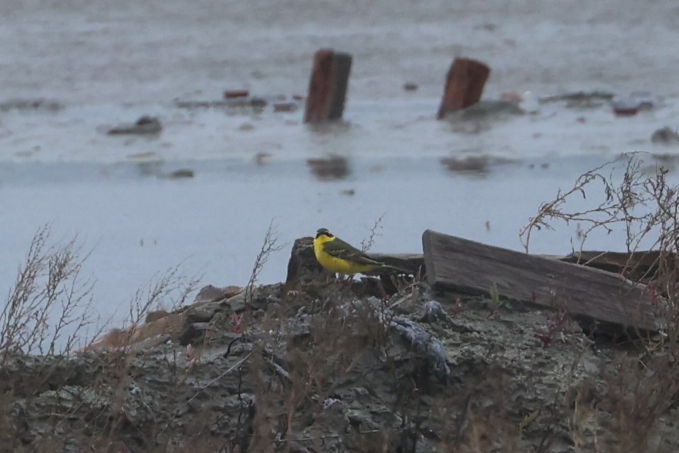Eastern Yellow Wagtail - ML618807463