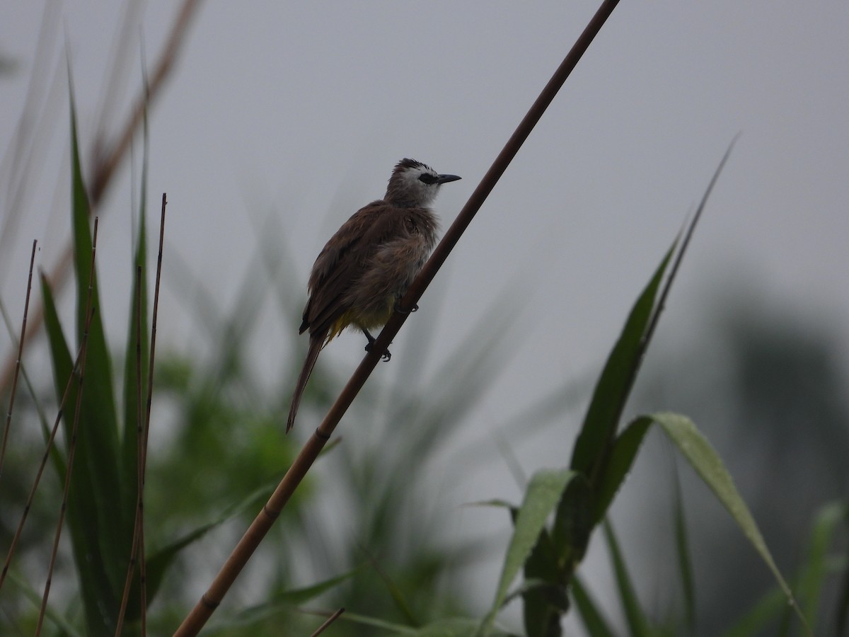 Yellow-vented Bulbul - Jukree Sisonmak