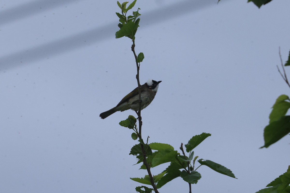 Light-vented Bulbul - ML618807477
