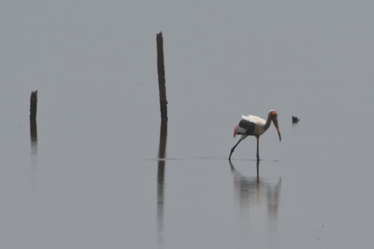 Painted Stork - Adrian van der Stel