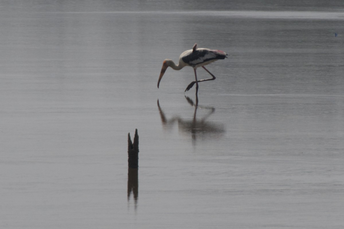 Painted Stork - Adrian van der Stel