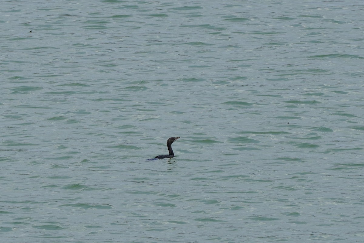 Little Cormorant - Shih-Chun Huang