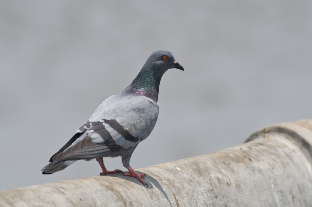 Rock Pigeon (Feral Pigeon) - Adrian van der Stel