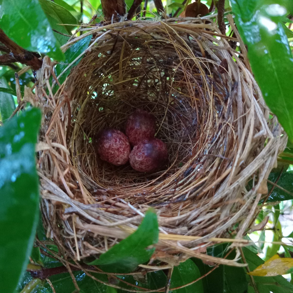 Yellow-vented Bulbul - ML618807494
