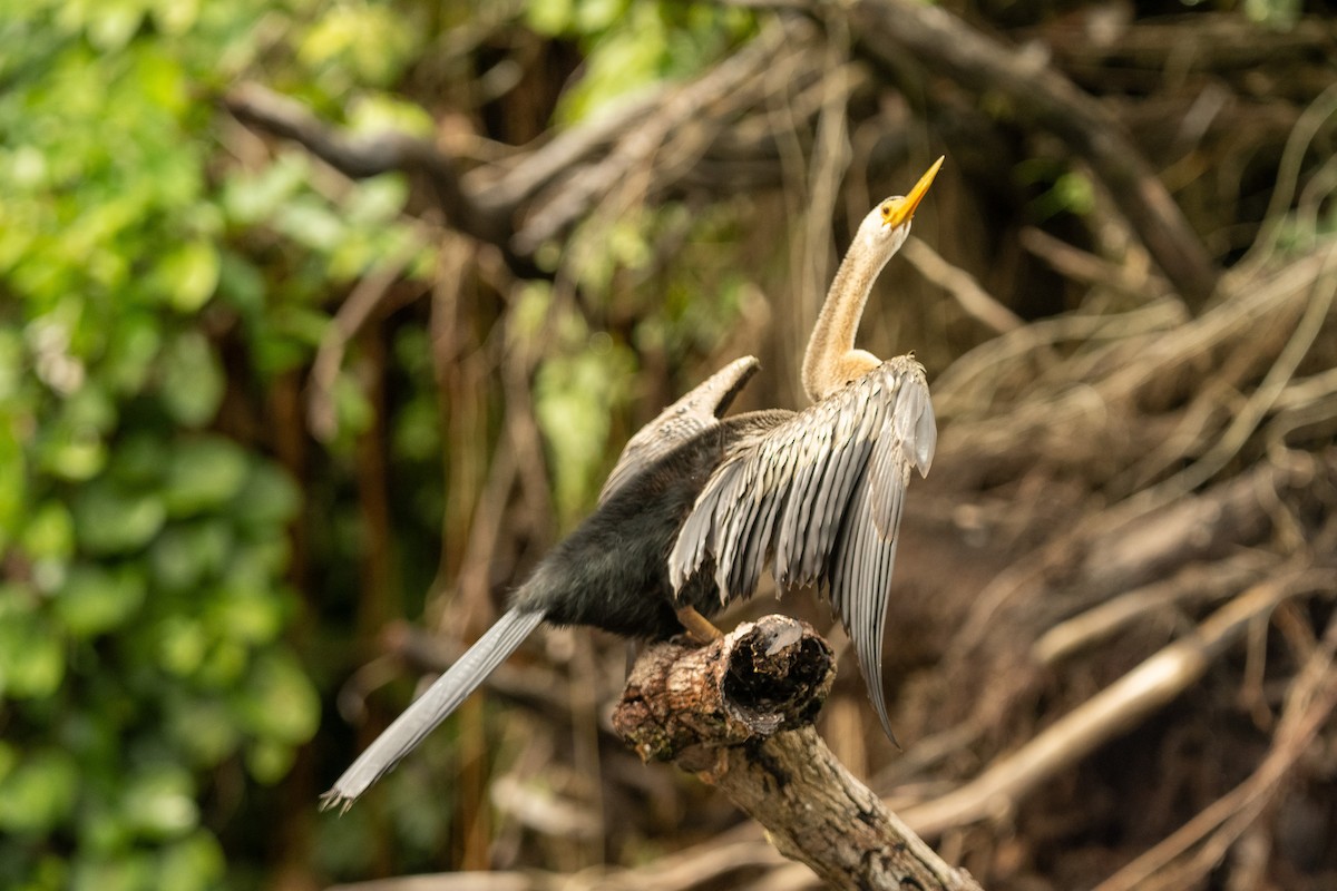 Anhinga - ML618807501