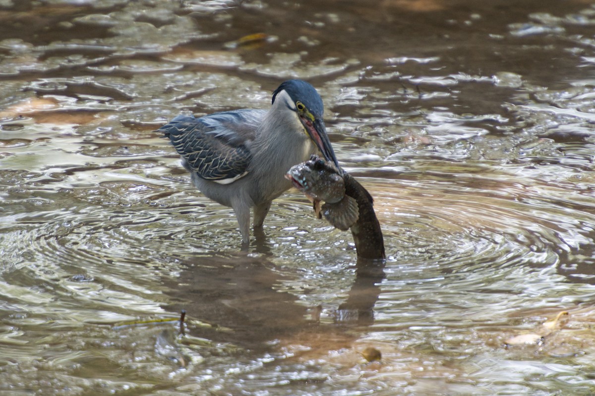 Striated Heron - Adrian van der Stel