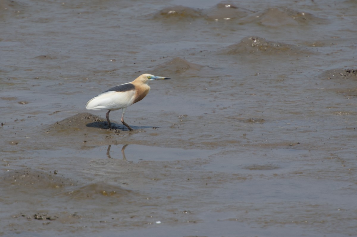 Javan Pond-Heron - Adrian van der Stel