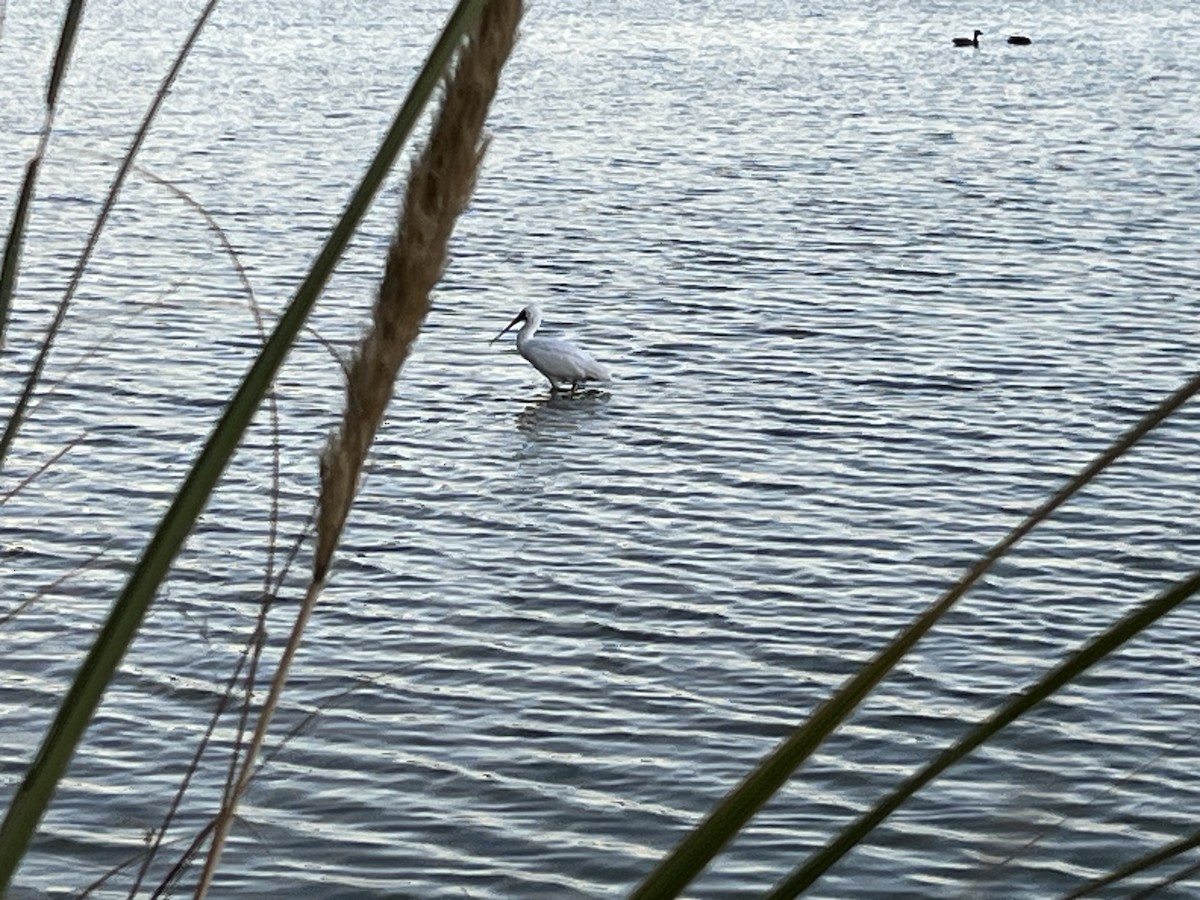 Royal Spoonbill - martine darrou