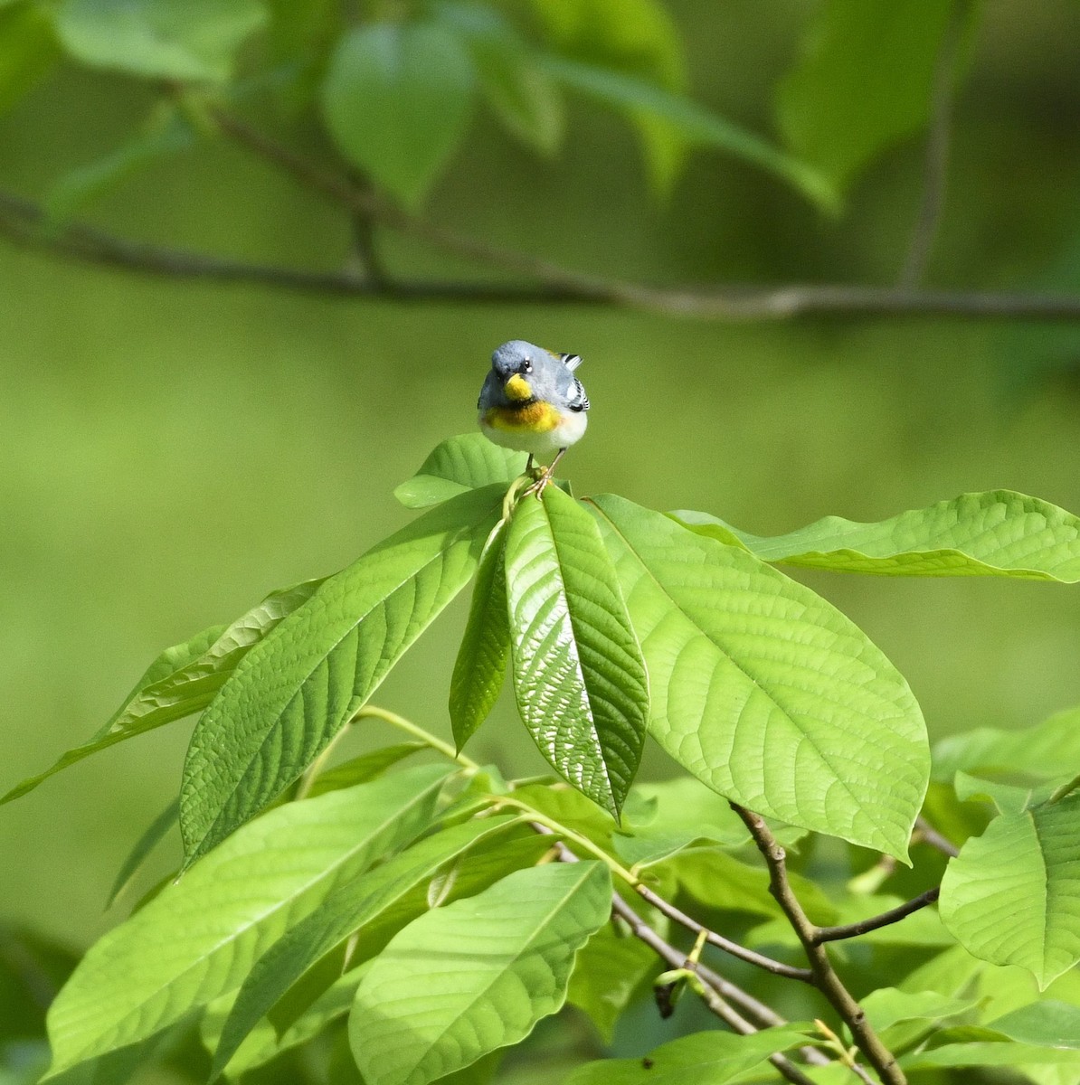 Northern Parula - Daniel King