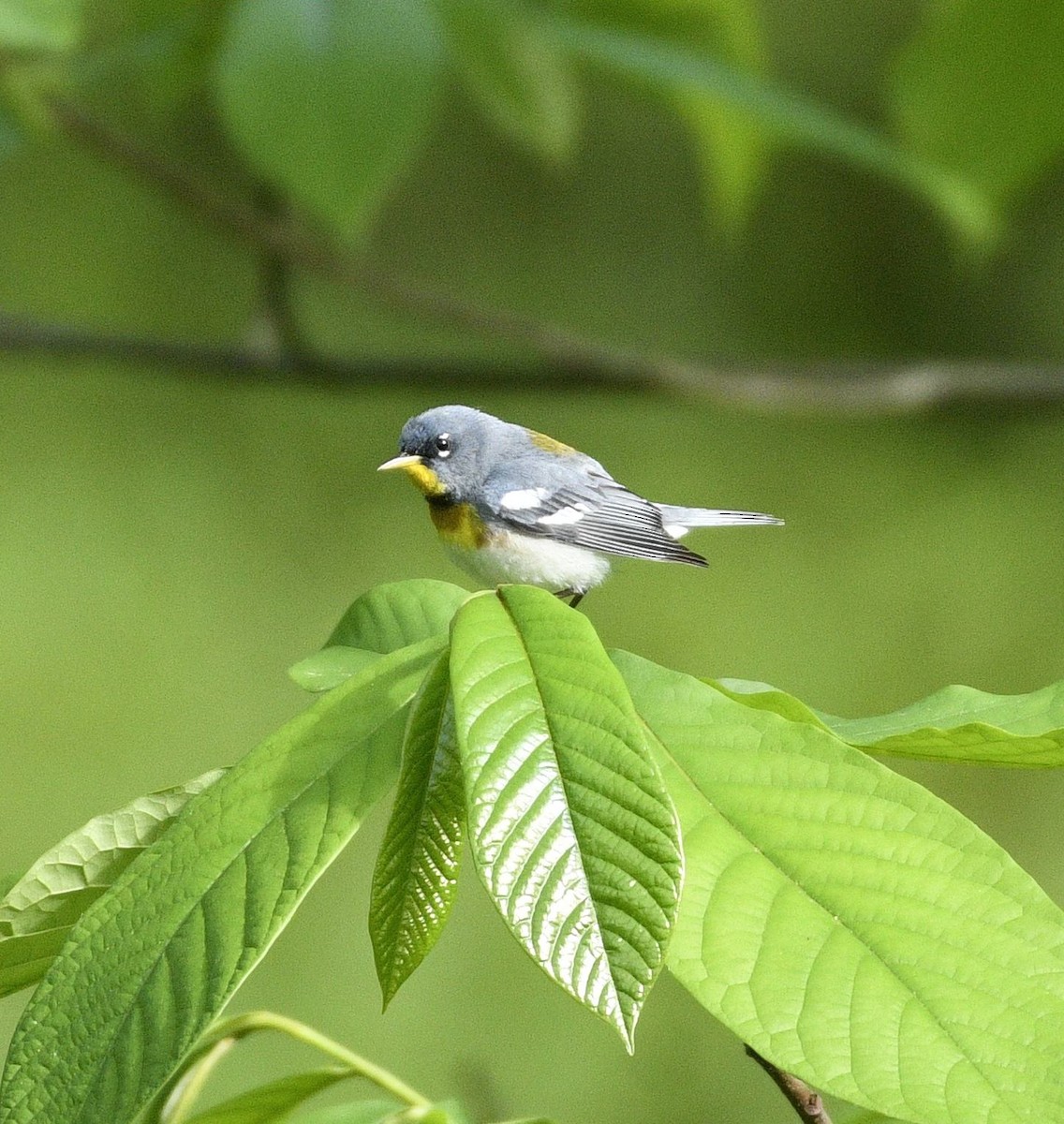 Northern Parula - Daniel King