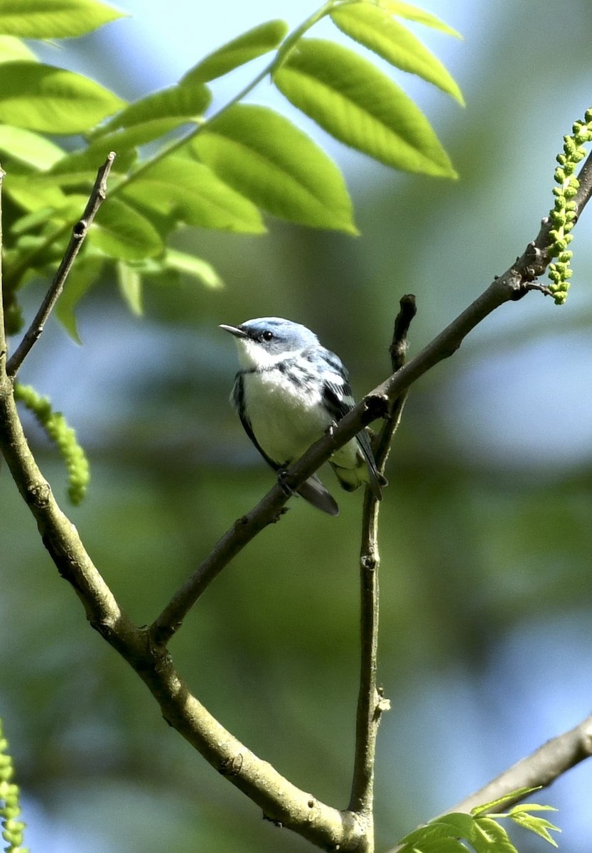 Cerulean Warbler - ML618807531