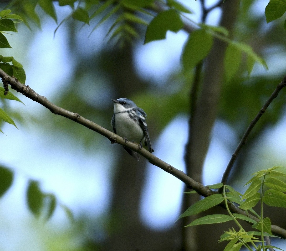 Paruline azurée - ML618807533