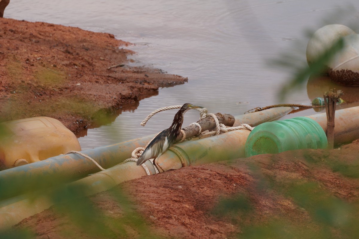 Chinese Pond-Heron - ML618807535