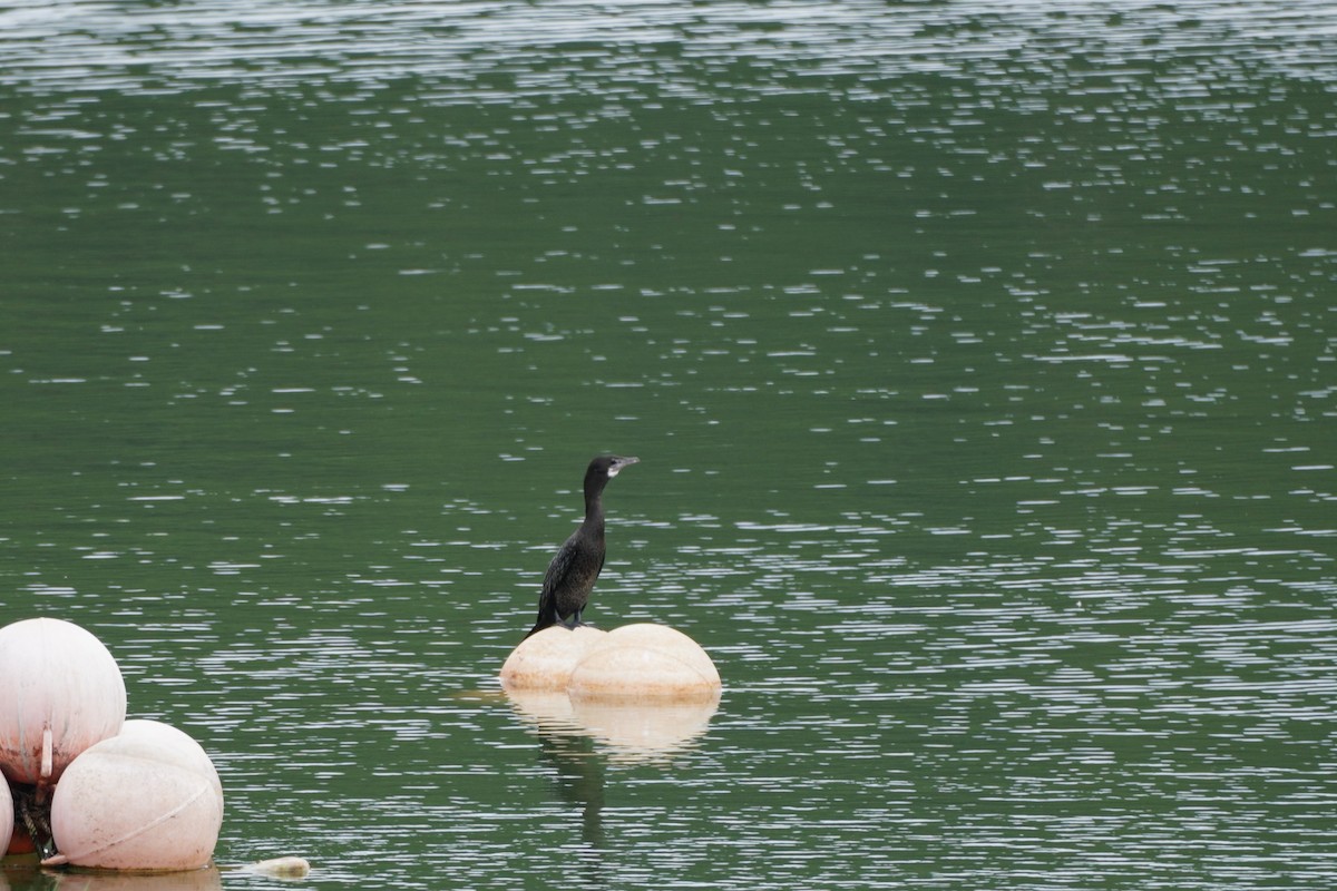 Little Cormorant - ML618807536