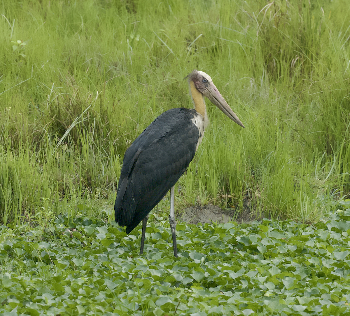 Lesser Adjutant - Joseph Tobias