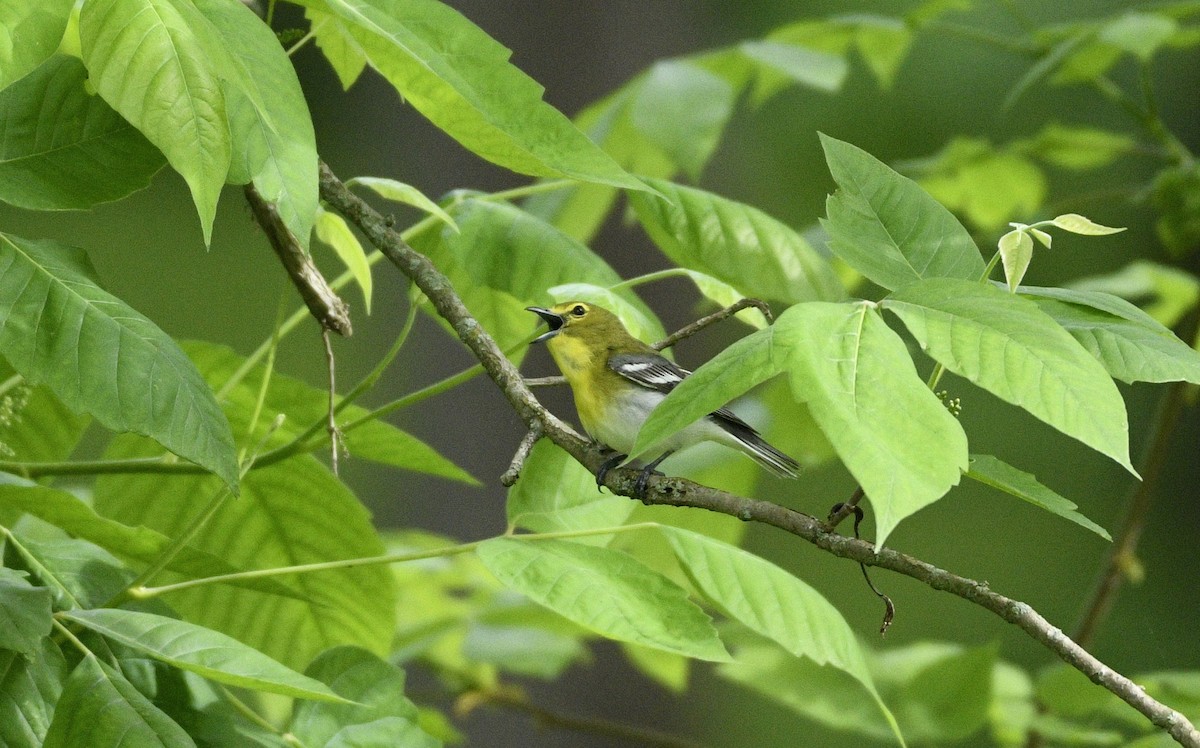 Viréo à gorge jaune - ML618807544