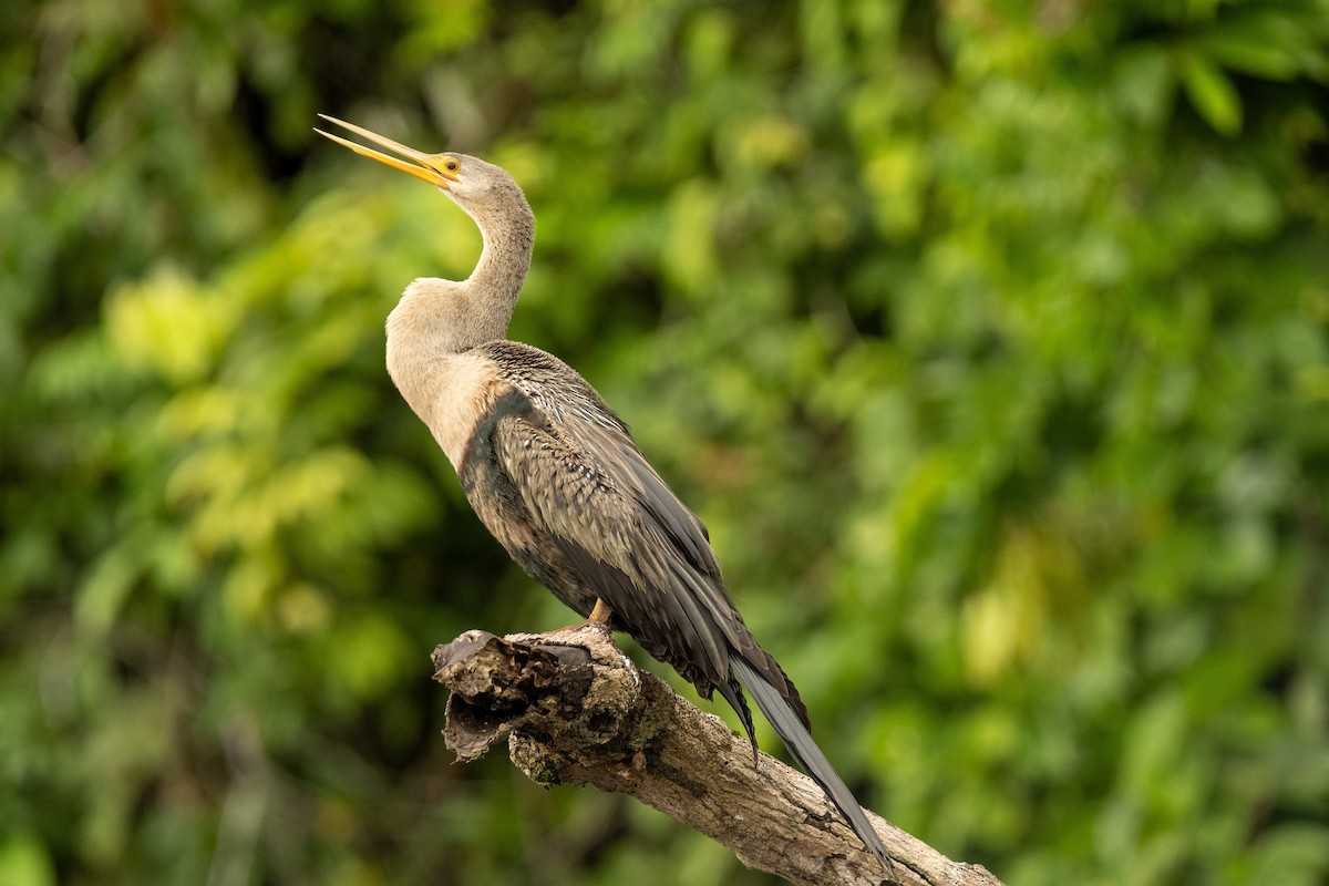 Anhinga - ML618807546