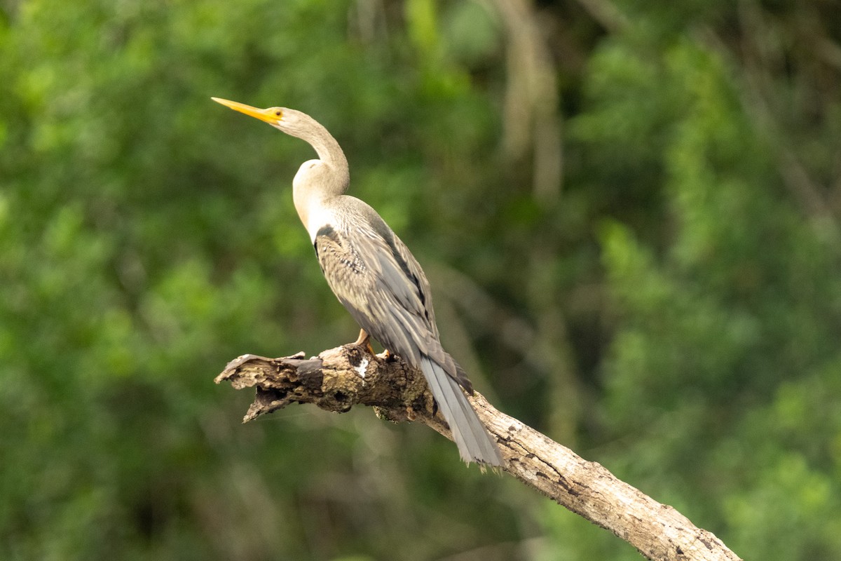 Anhinga - ML618807547