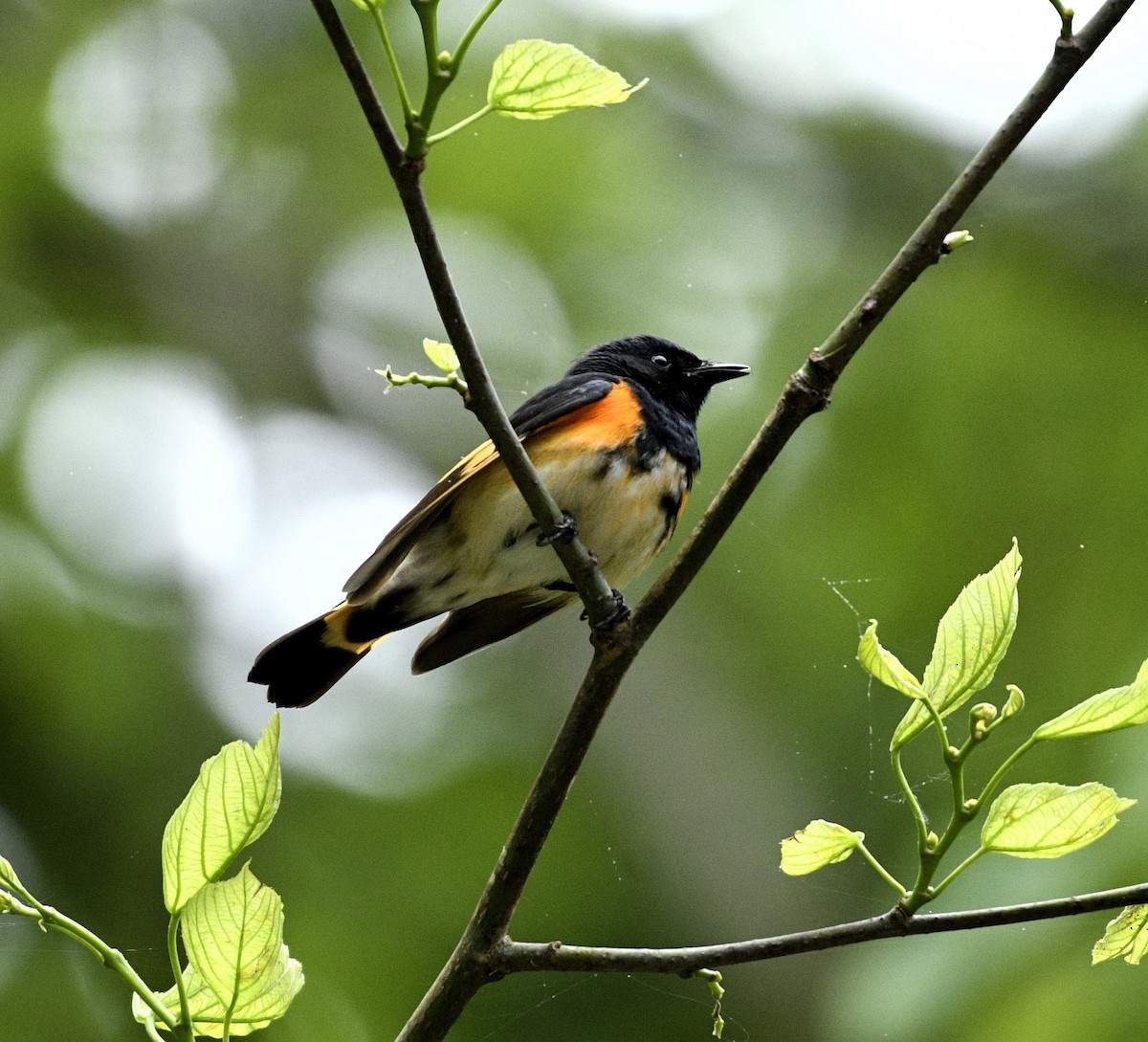 American Redstart - Daniel King