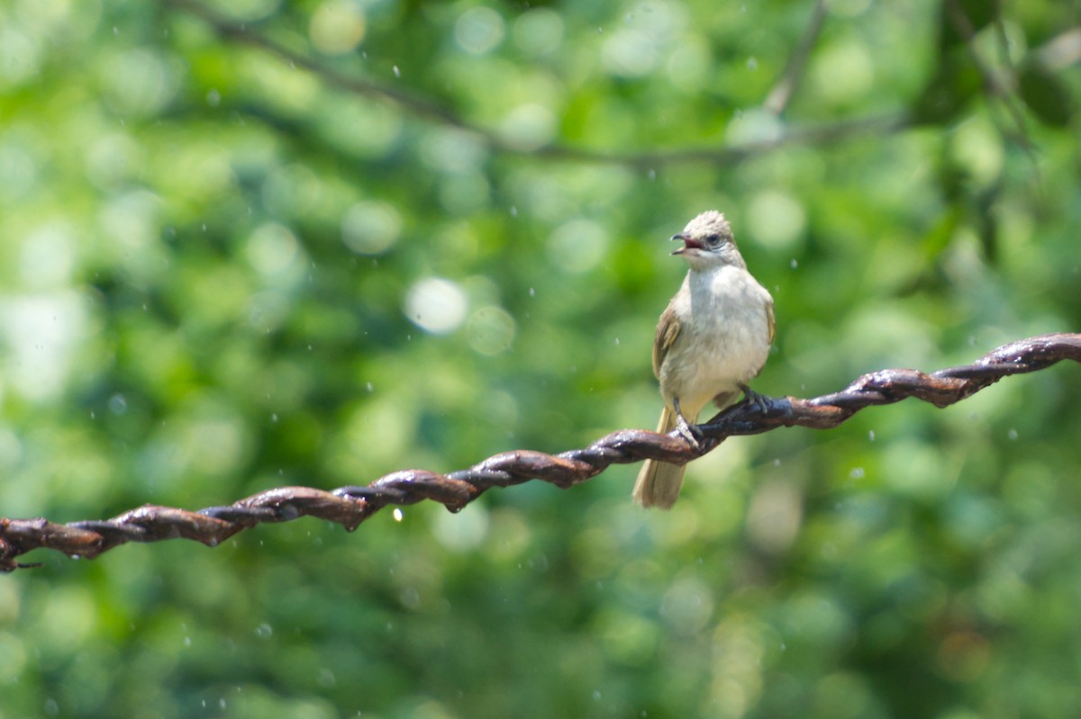 Streak-eared Bulbul - Adrian van der Stel