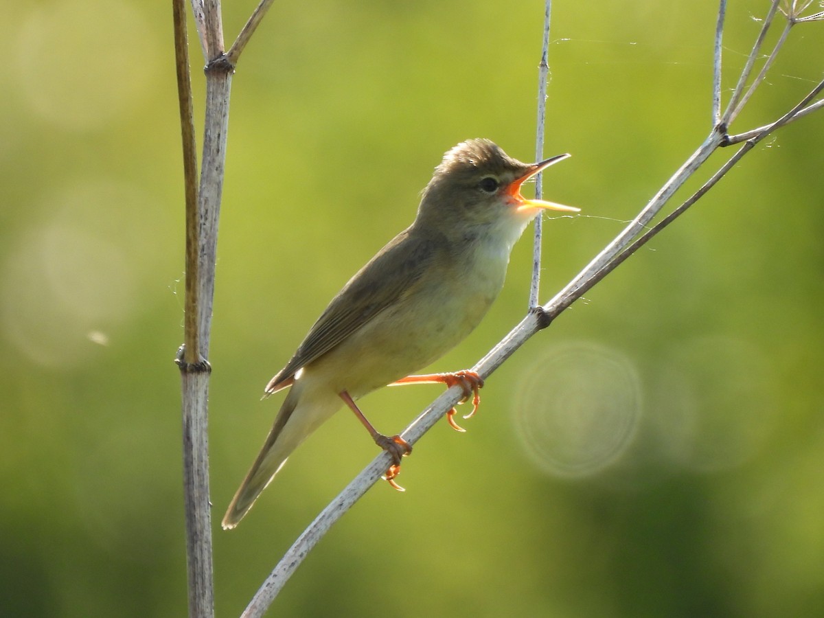 Marsh Warbler - Siniša Vodopija