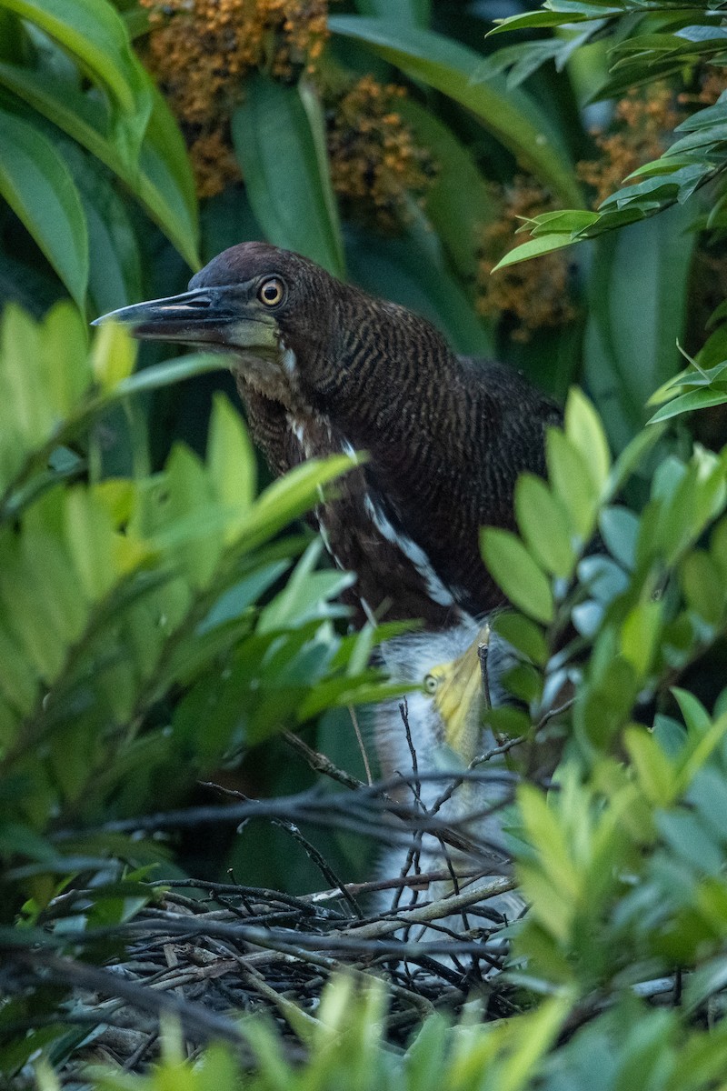 Rufescent Tiger-Heron - Anil Nair