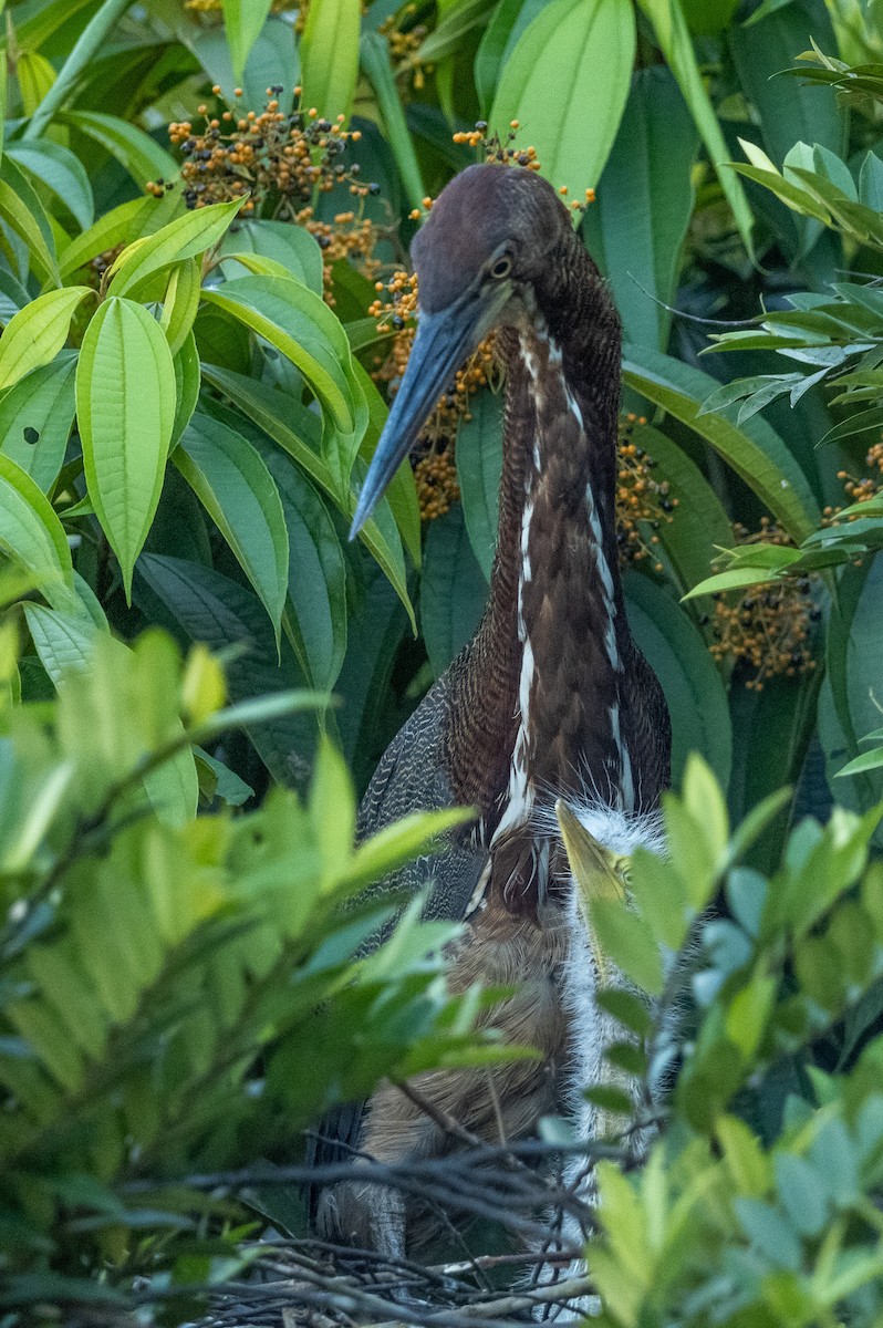 Rufescent Tiger-Heron - Anil Nair