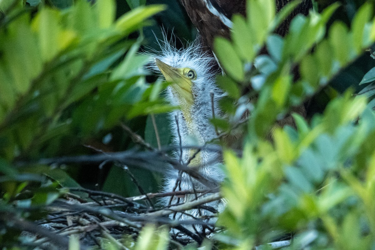 Rufescent Tiger-Heron - Anil Nair