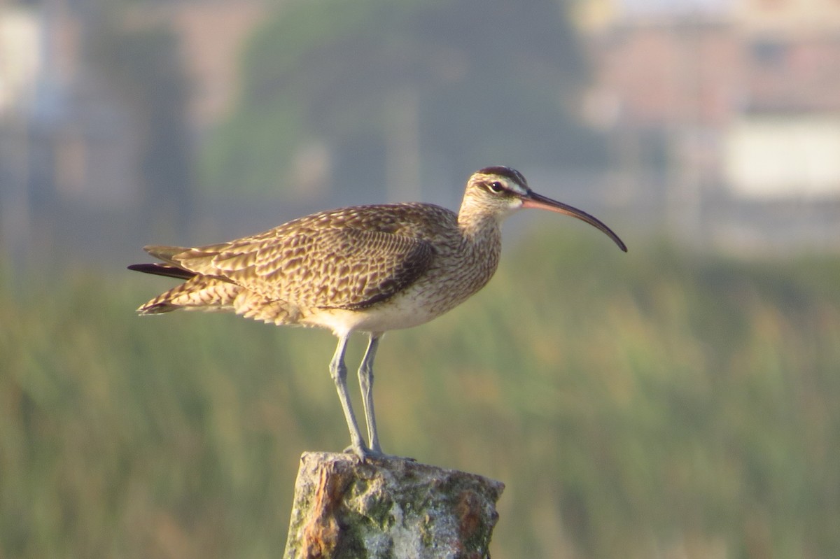 Whimbrel - Gary Prescott