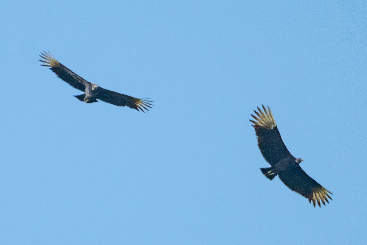 Black Vulture - Anil Nair