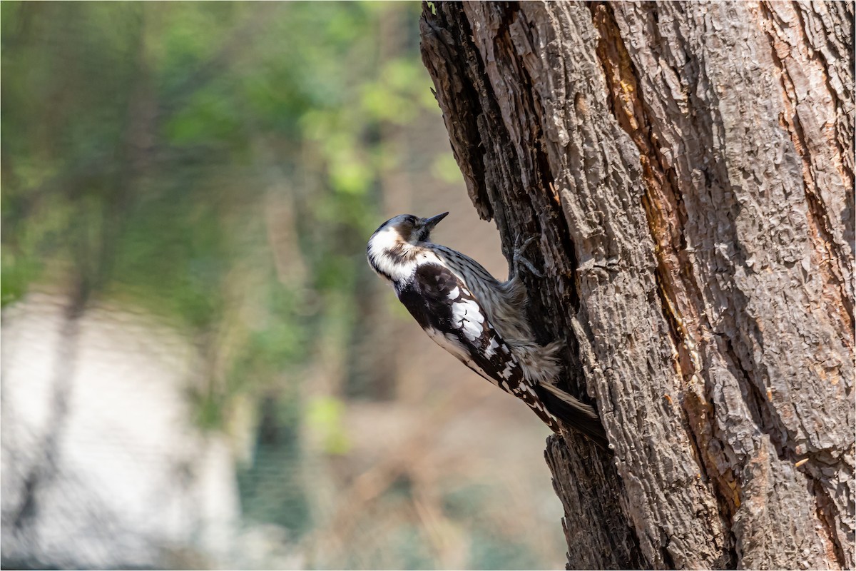 Japanese Pygmy Woodpecker - 대준 유