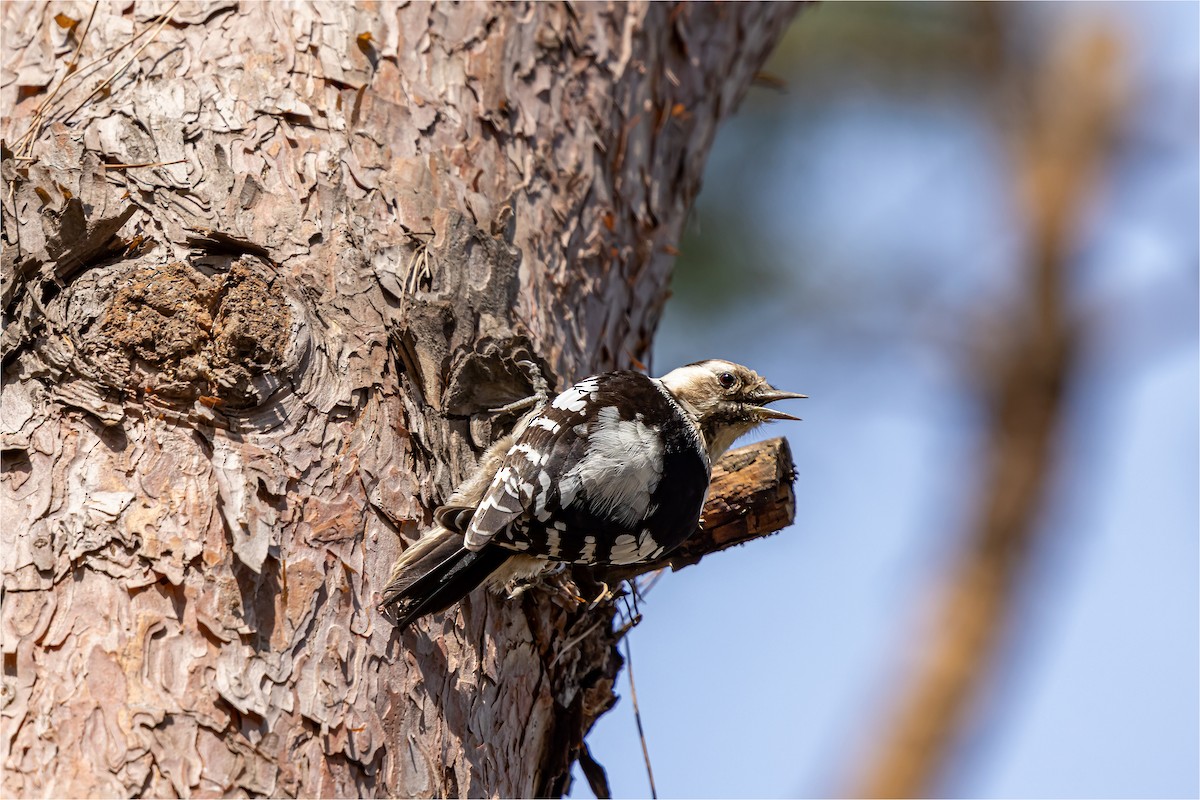 Japanese Pygmy Woodpecker - 대준 유