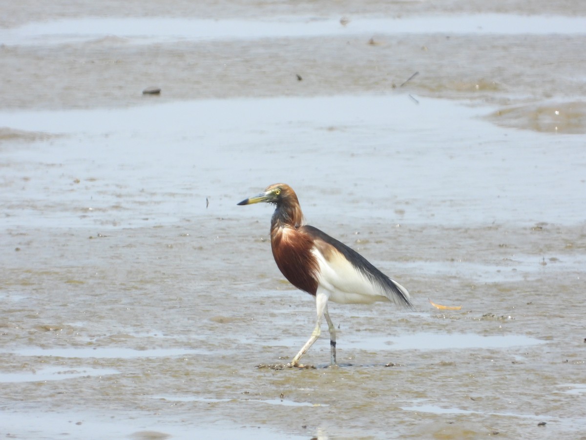 Chinese Pond-Heron - Jukree Sisonmak