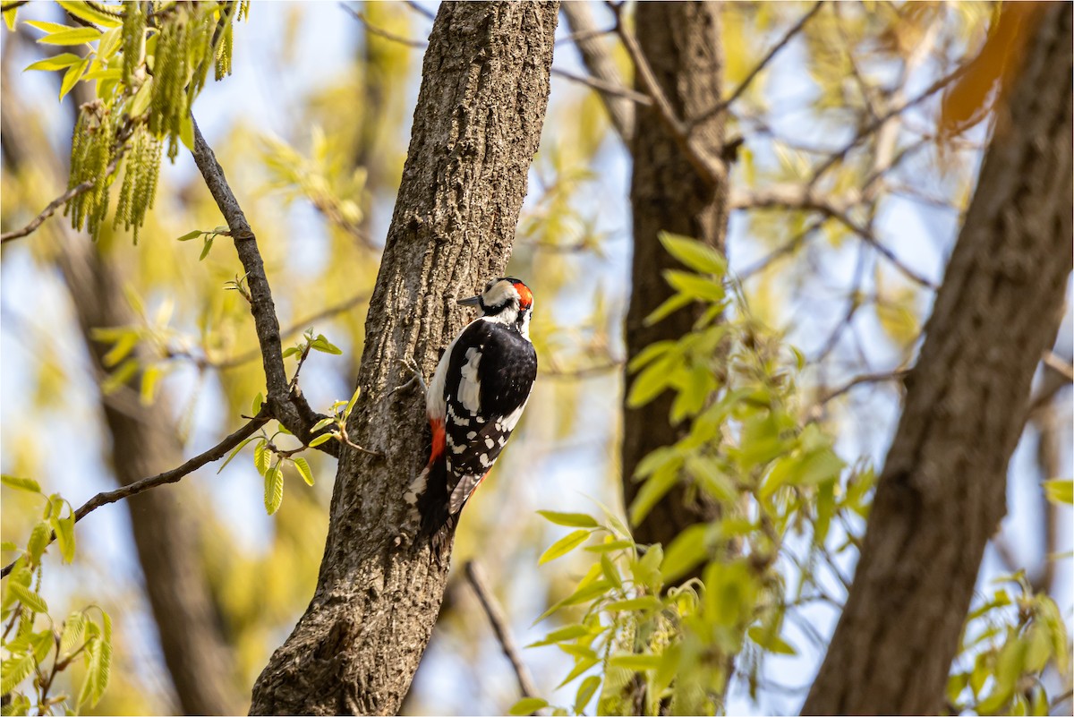 Great Spotted Woodpecker - ML618807591