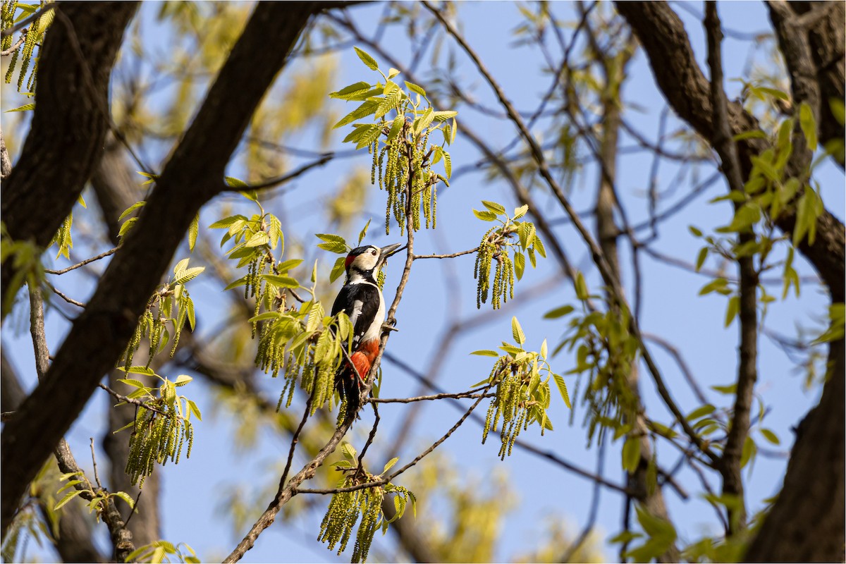 Great Spotted Woodpecker - ML618807592